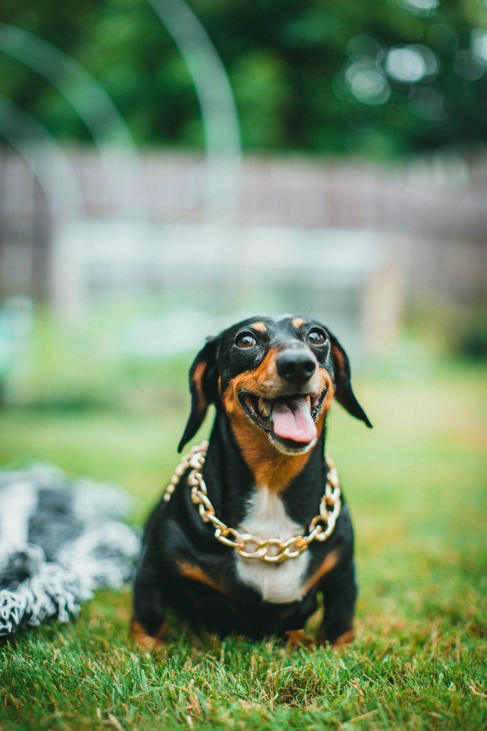 Ein Dackel mit einer Goldkette sitzt auf dem Gras.